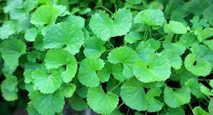 Gotu kola